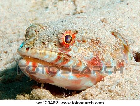 Variegated lizardfish Synodus variegatus, Red Sea, Egypt, Africa View Large Photo Image Stock Image - Variegated lizardfish Synodus variegatus, Red Sea, Egypt, Africa. Fotosearch