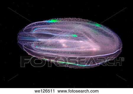 warty comb jelly or sea walnut (Mnemiopsis leidyi), Black Sea, Crimea, Ukraine, Eastern Europe. View Large Photo Image Stock Image - warty comb jelly or sea walnut (Mnemiopsis leidyi), Black Sea, Crimea, Ukraine, Eastern Europe.. Fotosearch