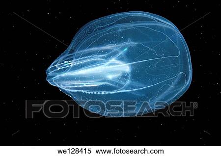 warty comb jelly or sea walnut (Mnemiopsis leidyi), Black Sea, Crimea, Ukraine, Eastern Europe. View Large Photo Image Stock Photography - warty comb jelly or sea walnut (Mnemiopsis leidyi), Black Sea, Crimea, Ukraine, Eastern Europe.. Fotosearch