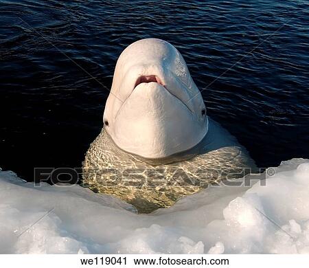 White whale, Beluga Delphinapterus leucas, Arctic, Russia, north Kareliya, White sea View Large Photo Image Stock Image - White whale, Beluga Delphinapterus leucas, Arctic, Russia, north Kareliya, White sea. Fotosearch