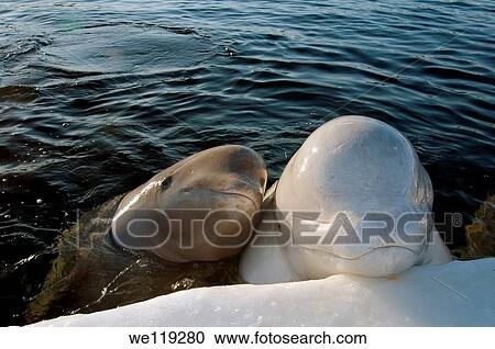 White whale, or Beluga Delphinapterus leucas Arctic, Russia, Russian north, north, Kareliya, White sea View Large Photo Image Stock Image - White whale, or Beluga Delphinapterus leucas Arctic, Russia, Russian north, north, Kareliya, White sea. Fotosearch
