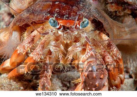 Anemone Hermit Crab (Dardanus pedunculatus) Bohol Sea, Philippines, Southeast Asia. View Large Photo Image Stock Image - Anemone Hermit Crab (Dardanus pedunculatus) Bohol Sea, Philippines, Southeast Asia.. Fotosearch