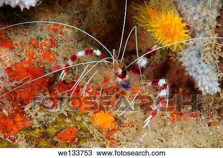 banded coral shrimp or banded cleaner shrimp (Stenopus hispidus) Bohol Sea, Cebu, Philippines, Southeast Asia. View Large Photo Image Stock Image - banded coral shrimp or banded cleaner shrimp (Stenopus hispidus) Bohol Sea, Cebu, Philippines, Southeast Asia.. Fotosearch