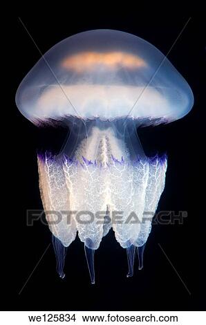 barrel jellyfish or dustbin-lid jellyfish (Rhisostoma pulmo), Black Sea, Crimea, Ukraine, Eastern Europe. View Large Photo Image Picture - barrel jellyfish or dustbin-lid jellyfish (Rhisostoma pulmo), Black Sea, Crimea, Ukraine, Eastern Europe.. Fotosearch