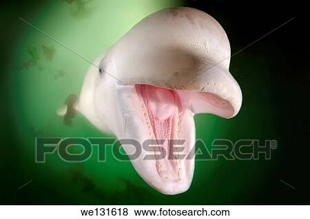 Stock Photo - Beluga whale or white whale (Delphinapterus leucas) Sea of Japan, Russky Island, Far East, Primorye, Primorsky Krai, Russia.. Fotosearch