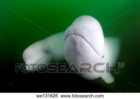 Beluga whale or white whale (Delphinapterus leucas) Sea of Japan, Russky Island, Far East, Primorye, Primorsky Krai, Russia. View Large Photo Image Stock Photograph - Beluga whale or white whale (Delphinapterus leucas) Sea of Japan, Russky Island, Far East, Primorye, Primorsky Krai, Russia.. Fotosearch