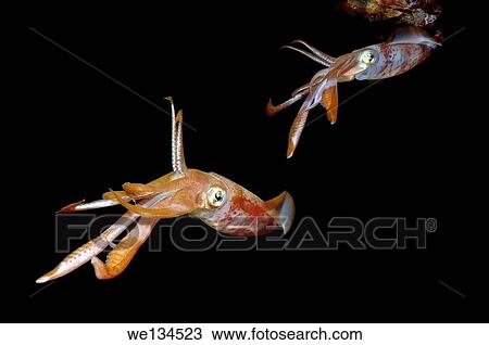 Stock Image - Bigfin reef squid (Sepioteuthis lessoniana) Red Sea, Egypt, Africa.. Fotosearch