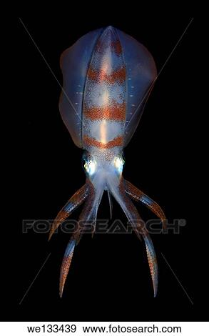 Bigfin reef squid (Sepioteuthis lessoniana), Bohol Sea, Cebu, Philippines, Southeast Asia. View Large Photo Image Stock Photo - Bigfin reef squid (Sepioteuthis lessoniana), Bohol Sea, Cebu, Philippines, Southeast Asia.. Fotosearch