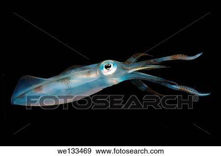 Stock Photo - Bigfin reef squid (Sepioteuthis lessoniana), Bohol Sea, Philippines, Southeast Asia.. Fotosearch