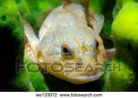 Bighead sculpin (Batrachocottus baicalensis), Lake Baikal, Siberia, Russian Federation, Eurasia. View Large Photo Image Stock Image - Bighead sculpin (Batrachocottus baicalensis), Lake Baikal, Siberia, Russian Federation, Eurasia.. Fotosearch