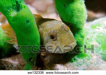 Bighead sculpin (Batrachocottus baicalensis), Lake Baikal, Siberia, Russian Federation, Eurasia. View Large Photo Image Stock Photograph - Bighead sculpin (Batrachocottus baicalensis), Lake Baikal, Siberia, Russian Federation, Eurasia.. Fotosearch