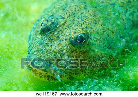 Bighead sculpin, Bol´shegolovaya shirokolobka Batrachocottus baicalensis Lake Baikal, Siberia, Russian Federation, Eurasia View Large Photo Image Stock Photo - Bighead sculpin, Bol´shegolovaya shirokolobka Batrachocottus baicalensis Lake Baikal, Siberia, Russian Federation, Eurasia. Fotosearch