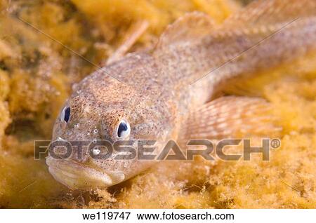 Bighead sculpin, Bol´shegolovaya shirokolobka Batrachocottus baicalensis Lake Baikal, Siberia, Russian Federation, Eurasia View Large Photo Image Stock Photo - Bighead sculpin, Bol´shegolovaya shirokolobka Batrachocottus baicalensis Lake Baikal, Siberia, Russian Federation, Eurasia. Fotosearch