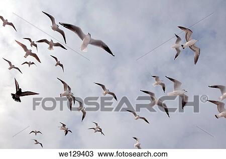 birds, Odessa, Ukraine, Eastern Europe. View Large Photo Image Stock Image - birds, Odessa, Ukraine, Eastern Europe.. Fotosearch