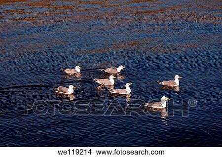Picture - Black-legged Kittiwake Rissa tridactyla, Barents Sea, Russia, Arctic. Fotosearch
