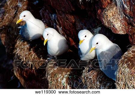 Black-legged Kittiwake Rissa tridactyla, Barents Sea, Russia, Arctic View Large Photo Image Stock Image - Black-legged Kittiwake Rissa tridactyla, Barents Sea, Russia, Arctic. Fotosearch