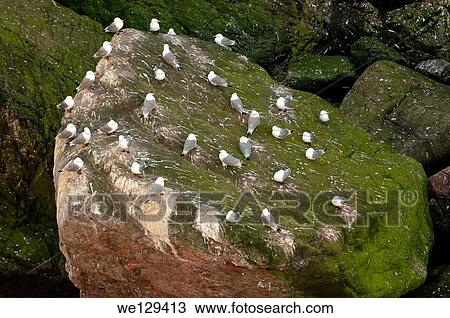 Black-legged Kittiwake (Rissa tridactyla), Barents Sea, Russia, Arctic. View Large Photo Image Stock Image - Black-legged Kittiwake (Rissa tridactyla), Barents Sea, Russia, Arctic.. Fotosearch