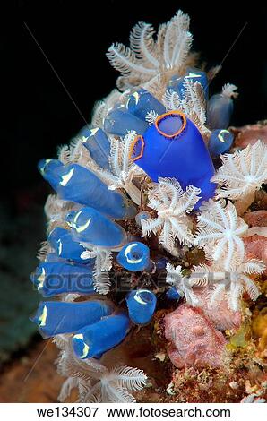 Stock Photo - Blue Tunicate sea-squirt or Ascidian (Clavelina robusta) Bohol Sea, Philippines, Southeast Asia.. Fotosearch