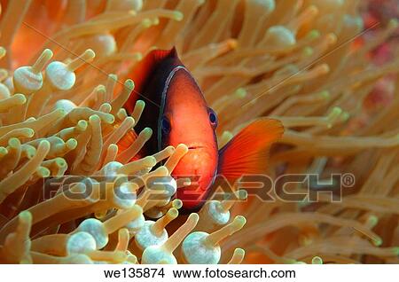 Cinnamon clownfish or Fire clownfish (Amphiprion melanopus), Redang Island, Malaysia, Southeast Asia. View Large Photo Image Picture - Cinnamon clownfish or Fire clownfish (Amphiprion melanopus), Redang Island, Malaysia, Southeast Asia.. Fotosearch
