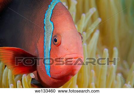 Cinnamon clownfish or fire clownfish (Amphiprion melanopus) Bohol Sea, Philippines, Southeast Asia. View Large Photo Image Stock Image - Cinnamon clownfish or fire clownfish (Amphiprion melanopus) Bohol Sea, Philippines, Southeast Asia.. Fotosearch