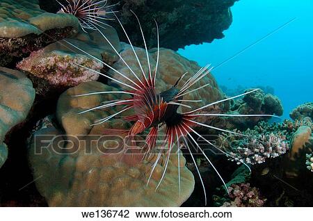 clearfin lionfish, tailbar lionfish, radiata lionfish, or radial firefish (Pterois radiata) Red sea, Marsa Alam, Abu Dabab, Egypt. View Large Photo Image Stock Image - clearfin lionfish, tailbar lionfish, radiata lionfish, or radial firefish (Pterois radiata) Red sea, Marsa Alam, Abu Dabab, Egypt.. Fotosearch