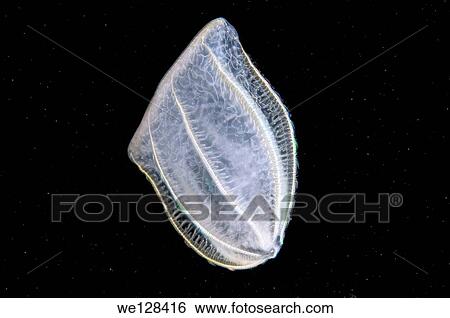 comb jelly Beroe (Beroe ovata) Black Sea, Crimea, Ukraine, Eastern Europe. View Large Photo Image Stock Photograph - comb jelly Beroe (Beroe ovata) Black Sea, Crimea, Ukraine, Eastern Europe.. Fotosearch