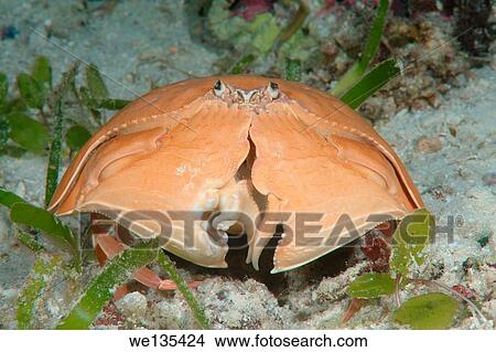 crab smooth (Calappa calappa) Bohol Sea, Cebu, Philippines, Southeast Asia. View Large Photo Image Picture - crab smooth (Calappa calappa) Bohol Sea, Cebu, Philippines, Southeast Asia.. Fotosearch