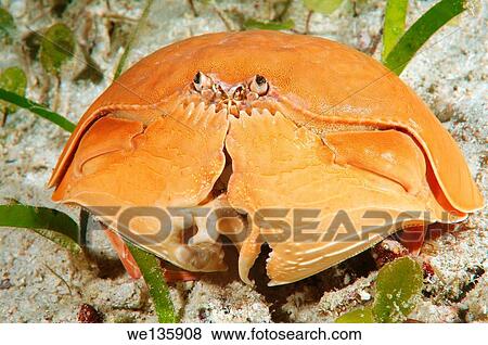 crab smooth (Calappa calappa) Bohol Sea, Cebu, Philippines, Southeast Asia. View Large Photo Image Stock Photo - crab smooth (Calappa calappa) Bohol Sea, Cebu, Philippines, Southeast Asia.. Fotosearch
