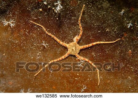 Crevice Brittle Star or ophiuroids (Ophiopholis aculeata) White sea, Karelia, Arctic, Russian Federation. View Large Photo Image Stock Photography - Crevice Brittle Star or ophiuroids (Ophiopholis aculeata) White sea, Karelia, Arctic, Russian Federation.. Fotosearch