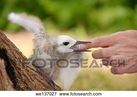 Fairy, White Tern Bird or holy ghost bird (Gygis alba) baby biting a woman´s finger, Denis island, Seychelles. View Large Photo Image Stock Photo - Fairy, White Tern Bird or holy ghost bird (Gygis alba) baby biting a woman´s finger, Denis island, Seychelles.. Fotosearch