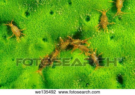 Gammarid (Brandtia parasitica) Lake Baikal, Siberia, Russian Federation, Eurasia. View Large Photo Image Stock Image - Gammarid (Brandtia parasitica) Lake Baikal, Siberia, Russian Federation, Eurasia.. Fotosearch