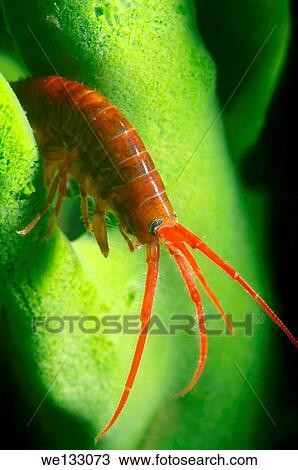 Gammarid (Eulimnogammarus violaceus), Lake Baikal, Siberia, Russian Federation, Eurasia. View Large Photo Image Stock Image - Gammarid (Eulimnogammarus violaceus), Lake Baikal, Siberia, Russian Federation, Eurasia.. Fotosearch