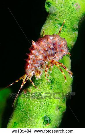 gammarus (Pallasea cancellus) Lake Baikal, Siberia, Russia. View Large Photo Image Picture - gammarus (Pallasea cancellus) Lake Baikal, Siberia, Russia.. Fotosearch