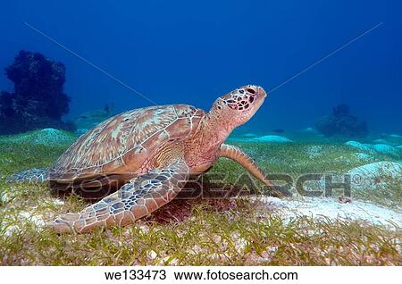 green sea turtle, green turtle, black sea turtle, or Pacific green turtle (Chelonia mydas) Bohol Sea, Philippines, Southeast Asia. View Large Photo Image Stock Image - green sea turtle, green turtle, black sea turtle, or Pacific green turtle (Chelonia mydas) Bohol Sea, Philippines, Southeast Asia.. Fotosearch
