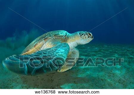 green sea turtle (Chelonia mydas), Red sea, Marsa Alam, Abu Dabab, Egypt. View Large Photo Image Stock Photo - green sea turtle (Chelonia mydas), Red sea, Marsa Alam, Abu Dabab, Egypt.. Fotosearch