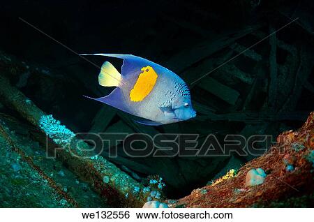 halfmoon angelfish, yellowband angelfish, yellowbar angelfish, yellow-blotch angelfish, or yellow-marked angelfish (Pomacanthus maculosus) on the SS Thistlegorm. Red sea, Egypt, Africa. View Large Photo Image Stock Photograph - halfmoon angelfish, yellowband angelfish, yellowbar angelfish, yellow-blotch angelfish, or yellow-marked angelfish (Pomacanthus maculosus) on the SS Thistlegorm. Red sea, Egypt, Africa.. Fotosearch