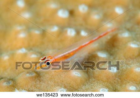 Large whip goby or White-line Seawhip Goby (Bryaninops amplus) Bohol Sea, Philippin, Southeast Asia. View Large Photo Image Stock Image - Large whip goby or White-line Seawhip Goby (Bryaninops amplus) Bohol Sea, Philippin, Southeast Asia.. Fotosearch