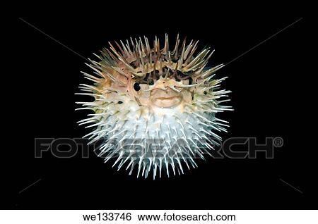 Long-spine porcupinefish, longspined porcupinefish or freckled porcupinefish (Diodon holocanthus) Bohol Sea, Philippines, Southeast Asia. View Large Photo Image Stock Photograph - Long-spine porcupinefish, longspined porcupinefish or freckled porcupinefish (Diodon holocanthus) Bohol Sea, Philippines, Southeast Asia.. Fotosearch