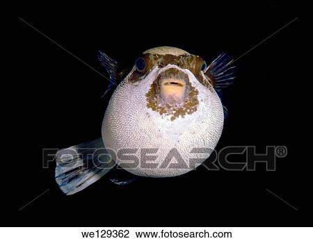 Masked puffer (Arothron diadematus), Red Sea, Egypt, Africa. View Large Photo Image Stock Image - Masked puffer (Arothron diadematus), Red Sea, Egypt, Africa.. Fotosearch