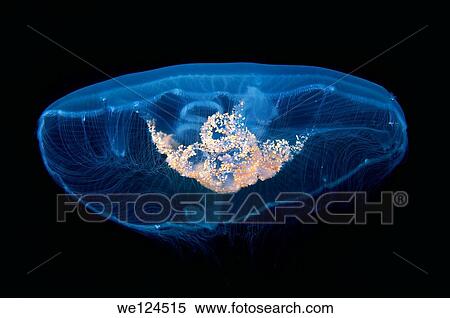 Moon jelly, moon jellyfish, common jellyfish, or saucer jelly (Aurelia aurita). Black Sea, Crimea, Ukraine, Eastern Europe. View Large Photo Image Stock Photography - Moon jelly, moon jellyfish, common jellyfish, or saucer jelly (Aurelia aurita). Black Sea, Crimea, Ukraine, Eastern Europe.. Fotosearch