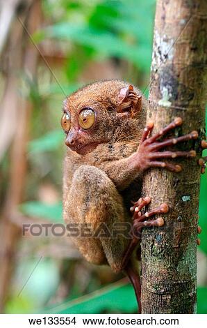 Philippine tarsier (Carlito syrichta) island Bohol, Philippines, Southeast Asia. View Large Photo Image Picture - Philippine tarsier (Carlito syrichta) island Bohol, Philippines, Southeast Asia.. Fotosearch
