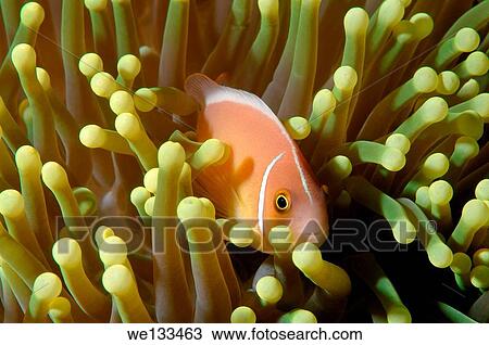 pink skunk clownfish or pink anemonefish (Amphiprion perideraion) Bohol Sea, Cebu, Philippines, Southeast Asia. View Large Photo Image Stock Image - pink skunk clownfish or pink anemonefish (Amphiprion perideraion) Bohol Sea, Cebu, Philippines, Southeast Asia.. Fotosearch