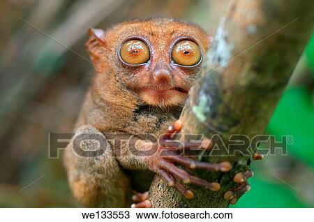 Stock Image - portrait Philippine tarsier (Carlito syrichta) island Bohol, Philippines, Southeast Asia.. Fotosearch
