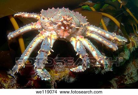 Red King Crab Paralithodes camtschaticus, Arctic, Russia, Barents sea View Large Photo Image Picture - Red King Crab Paralithodes camtschaticus, Arctic, Russia, Barents sea. Fotosearch
