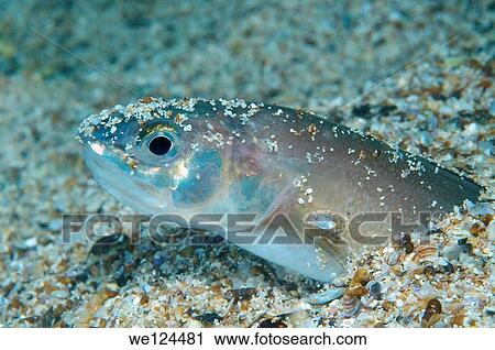 Roche's snake blenny (Ophidion rochei) Black Sea, Crimea, Ukraine, Eastern Europe. View Large Photo Image Stock Image - Roche's snake blenny (Ophidion rochei) Black Sea, Crimea, Ukraine, Eastern Europe.. Fotosearch