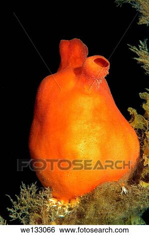 Sea peach (Halocynthia aurantium) Sea of Japan, Rudnaya Pristan, Far East, Primorsky Krai, Russia. View Large Photo Image Stock Photograph - Sea peach (Halocynthia aurantium) Sea of Japan, Rudnaya Pristan, Far East, Primorsky Krai, Russia.. Fotosearch