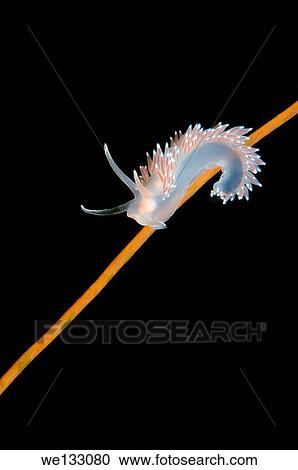 Sea slug or nudibranch Red-finger Aeolis (Flabellina verrucosa) White sea, Karelia, Arctic, Russian Federation. View Large Photo Image Stock Image - Sea slug or nudibranch Red-finger Aeolis (Flabellina verrucosa) White sea, Karelia, Arctic, Russian Federation.. Fotosearch