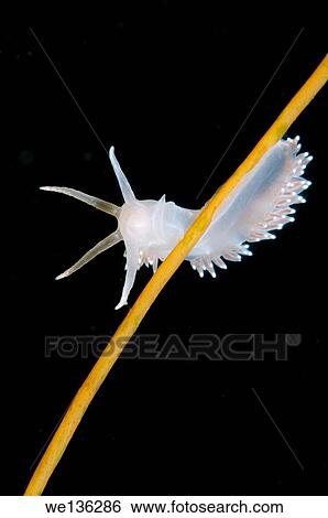 Sea slug or nudibranch Red-finger Aeolis (Flabellina verrucosa) White sea, Karelia, Arctic, Russian Federation. View Large Photo Image Stock Photograph - Sea slug or nudibranch Red-finger Aeolis (Flabellina verrucosa) White sea, Karelia, Arctic, Russian Federation.. Fotosearch