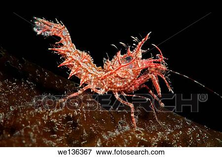 Sharps shrimp (Rhynocrangonsharpi, Ortmann) Japan sea, Far East, Primorsky Krai, Russian Federation. View Large Photo Image Stock Photo - Sharps shrimp (Rhynocrangonsharpi, Ortmann) Japan sea, Far East, Primorsky Krai, Russian Federation.. Fotosearch