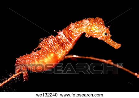 Short-snouted seahorse (Hippocampus hippocampus) The male with caviar, caviar, bears, reproduction. Black sea, Crimea, Ukraine, Eastern Europe. View Large Photo Image Stock Image - Short-snouted seahorse (Hippocampus hippocampus) The male with caviar, caviar, bears, reproduction. Black sea, Crimea, Ukraine, Eastern Europe.. Fotosearch